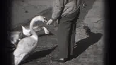 Washington DC (1975): Here's Dad Feeding The Swans On Our Outing At Park