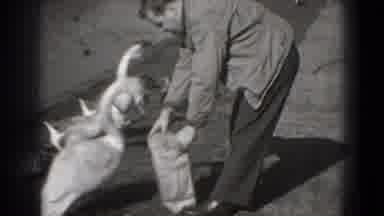 Washington DC (1975): Black And White Video Of A Man Feeding Many Goose With Their