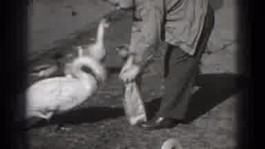 Washington DC (1975): A Man Is Giving Grains To The Swan In The Morning