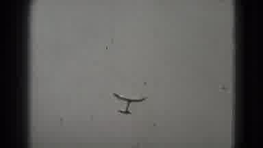 Washington DC (1975): A View Of A Seagull Flying In The Sky