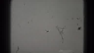 Washington DC (1975): A Small Toy Plane Being Thrown In Front Of A Crowd And State