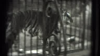 Washington DC (1975): Tiger In Cage At Animal Park Paces Quickly Back And Forth In