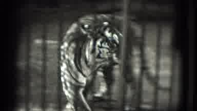 Washington DC (1975): A View Of Tiger In Bars And An Airplane Leaving The Airport
