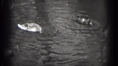 Washington DC (1975): Two Duck Feeding In A Pond