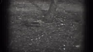 Washington DC-1975: Starts With A Duck And A Squirrel Running To A Tree And