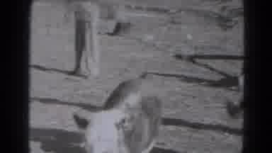 Lincoln Nebraska (1975): A Children Play With Calf And Catch The Children From