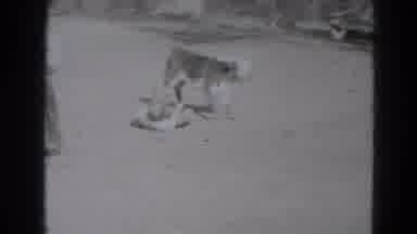 Lincoln Nebraska (1975): Men And Boys Watch Boy Get Knocked Over By Young Cow Near