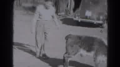 Lincoln Nebraska (1975): Man Helps Girl By Lifting Her Up To Sit On Back Of Steer