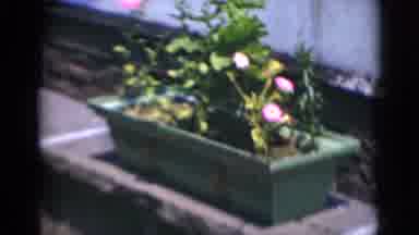Middletown Pennsylvania (1975): Small Flowers Growing In Planters Box On Buildings