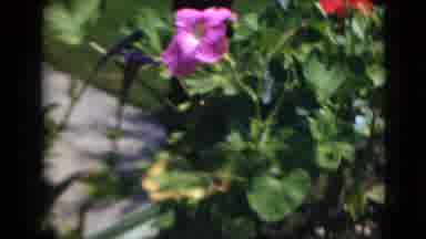 Middletown Pennsylvania (1975): Vintage Film Of Flowers And A Tomato On A Cutting