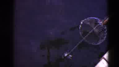 Middletown Pennsylvania (1975): Fishing For Crabs With A Pole And Bring Them Out