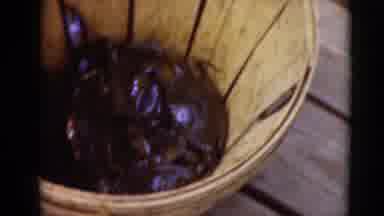 Middletown Pennsylvania (1975): Live Fresh Crabs Crawling In Wooden Bucket With