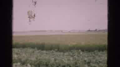 Denmark (1975): Field Of Either Corn Or Some Other Yellow Crop Or Flower