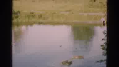 Denmark (1975): A View Of Ducks Swimming In A Pond