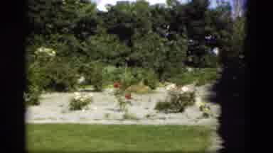 Denmark (1975): Camera Pans Across A Lush Rose Garden Filled With Several