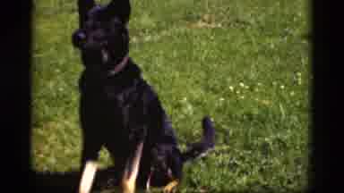 Denmark (1975): A Dog Breed Of German Shepherd Running In The Green Grass