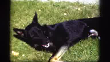 Denmark (1975): A Man Outside With A Dog Feeding And Playing With Them