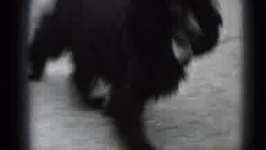 Middletown Pennsylvania (1975): The Dog Walking In The Road