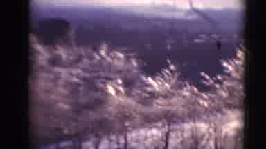 Middletown Pennsylvania (1975): A Row Of Trees With Brown Building And Dirt Road