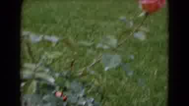 Middletown Pennsylvania (1975): A Rose Flower Blossoms Look Like Very Nice And