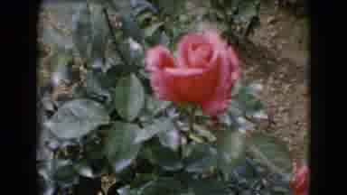 Middletown Pennsylvania (1975): A Video Of Roses On A Rose Bush That Is In A
