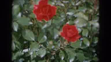 Middletown Pennsylvania (1975): There Are Three Beautiful Roses And Their Leaves