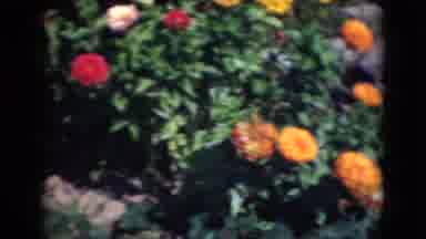 Middletown Pennsylvania (1975): Orangered And White Chrysanthemums Blooming On A