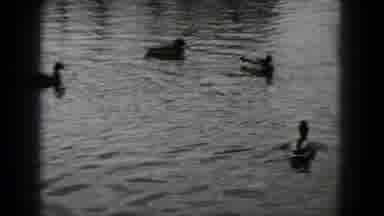 Middletown Pennsylvania (1975): Small Boy Enjoying The Company Of Six Ducks In A