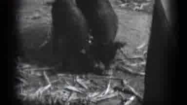 Middletown Pennsylvania (1975): Men And Women And Children At A Pig Farm