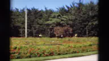 Portugal (1975): Beautiful Field Of Flowers On The Corner Of A Walking Trail