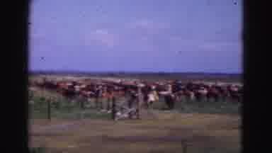Florida Everglades USA (1975): Large Herd Of Cattle In A Field On A Sunny Day