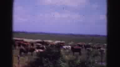 Florida Everglades USA (1975): Farm Scene That Shows A Lot Of Livestock In Their