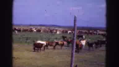 Florida Everglades USA (1975): Survey Of Hundreds Of Cows In A Wide Pen With A