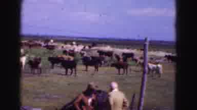 Florida Everglades USA (1975): Horse Farm And Cattle Ranch Open Field Cows Horses