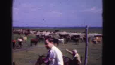 Florida Everglades USA (1975): A Man Is Walking Smiling Next To A Farm With Cows