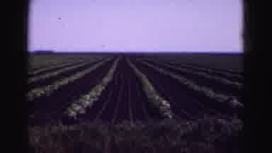 Florida Everglades USA (1975): Blue Skies In A Flower Garden With Rolls And Rolls