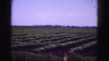 Florida Everglades USA (1975): Vintage Video Of Crops Old Vehicles And Tall Palm