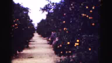 Florida Everglades USA (1975): Well Dressed Couple Walks Through The Garden That