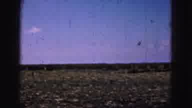 Florida Everglades USA (1975): People Work Hard To Harvest Corn That Grows On Tall
