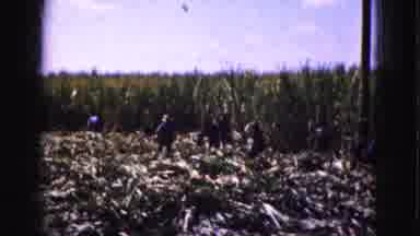 Florida Everglades USA (1975): People Working On A Farming Field