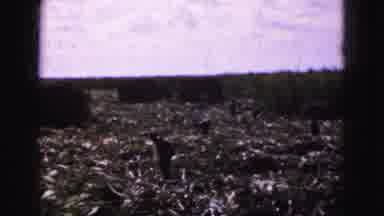 Florida Everglades USA (1975): Windy Day Will Not Stop Work Clearing Hay On A