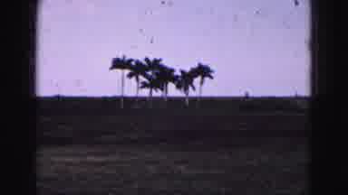 FLORIDA EVERGLADES USA-1975: Several Palm Trees Look Almost Out Of Place Next To