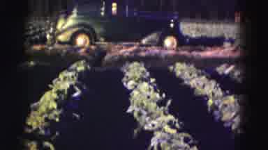 Florida Everglades USA (1975): A Row Of Crops Lay In Front Of Antique Car That