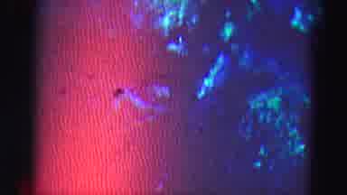 Florida Everglades USA (1975): Blue Underwater View Of Sunlight On Ocean Floor And