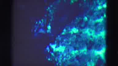 Florida Everglades USA (1975): Fish And Sea Life With Rocks Underwater At Aquarium