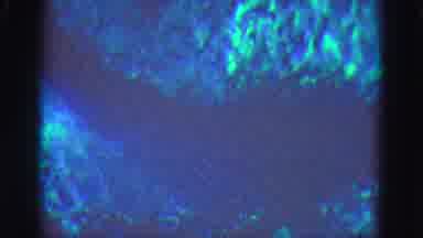 Florida Everglades USA (1975): A View Of Sea Wildlife At Night