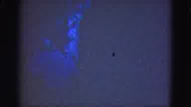 Florida Everglades USA (1975): Vintage Video Of Underwater Life