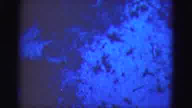 Florida Everglades USA (1975): Five Seconds Of Looking At A Blue Undefined Dirty