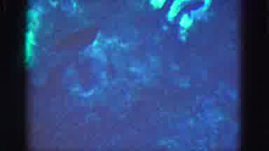 Florida Everglades USA (1975): Fish Swimming In The Water