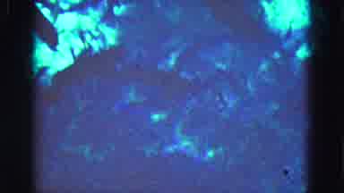 Florida Everglades USA (1975): Fish Swimming In A Tank